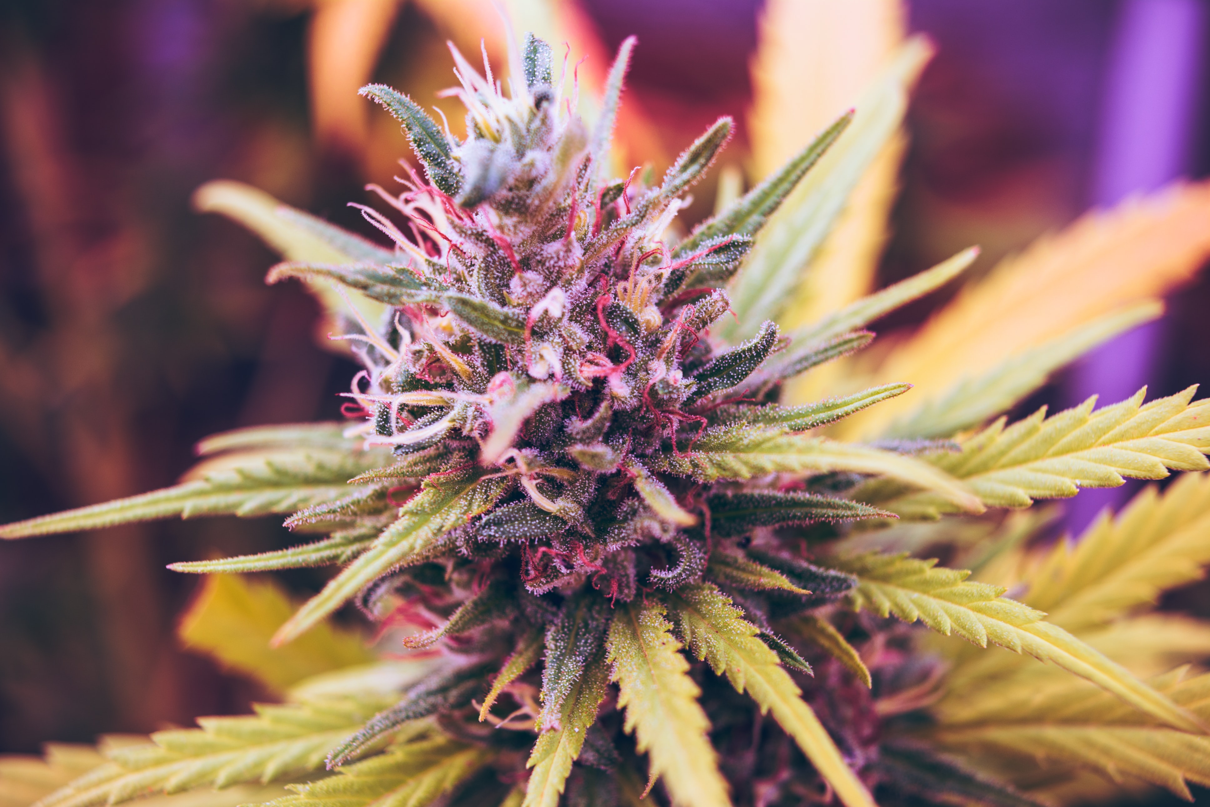 GWPH Cannabis
